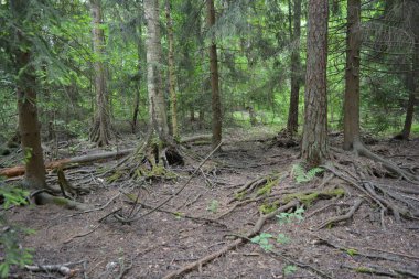 Güzel parlak doğa, güzel yoğun, geçilemez orman eski kütükleri, dalları var. Yerin üstünde yetişen eski yeşil kökleri olan çam ağaçları Finlandiya 'nın Espo şehrinde yetişiyorsa,.