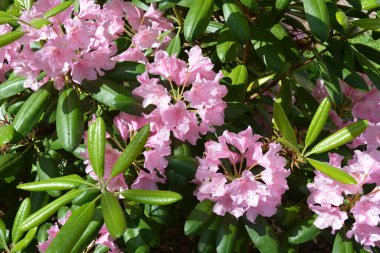 Güzel, parlak, renkli doğa, manzara tasarımı. Geniş açelyalar, büyük pembe çiçekler ve sokak parkında yetişen yeşil yapraklar..