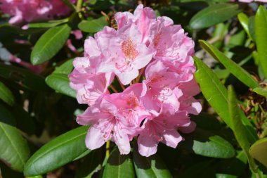 Güzel, parlak, renkli doğa, manzara tasarımı. Geniş açelyalar, büyük pembe çiçekler ve sokak parkında yetişen yeşil yapraklar..