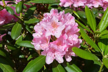 Güzel, parlak, renkli doğa, manzara tasarımı. Geniş açelyalar, büyük pembe çiçekler ve sokak parkında yetişen yeşil yapraklar..