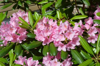 Güzel, parlak, renkli doğa, manzara tasarımı. Geniş açelyalar, büyük pembe çiçekler ve sokak parkında yetişen yeşil yapraklar..