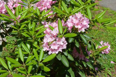 Güzel, parlak, renkli doğa, manzara tasarımı. Geniş açelyalar, büyük pembe çiçekler ve sokak parkında yetişen yeşil yapraklar..
