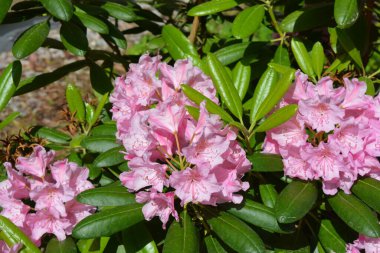 Güzel, parlak, renkli doğa, manzara tasarımı. Geniş açelyalar, büyük pembe çiçekler ve sokak parkında yetişen yeşil yapraklar..