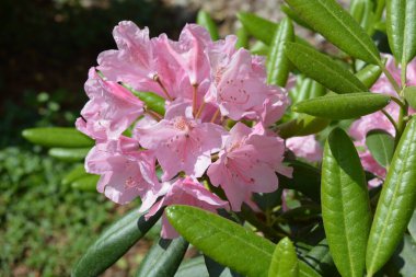 Güzel, parlak, renkli doğa, manzara tasarımı. Geniş açelyalar, büyük pembe çiçekler ve sokak parkında yetişen yeşil yapraklar..