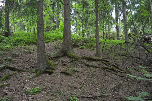Güzel parlak doğa, güzel yoğun, geçilemez orman eski kütükleri, dalları var. Yerin üstünde yetişen eski yeşil kökleri olan çam ağaçları Finlandiya 'nın Espo şehrinde yetişiyorsa,.