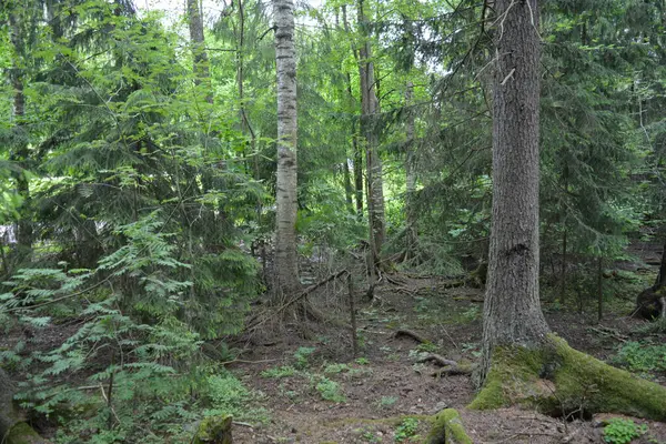 Güzel parlak doğa, güzel yoğun, geçilemez orman eski kütükleri, dalları var. Yerin üstünde yetişen eski yeşil kökleri olan çam ağaçları Finlandiya 'nın Espo şehrinde yetişiyorsa,.