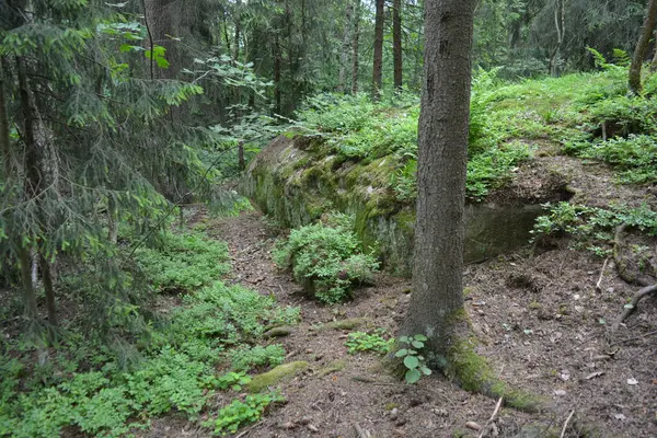 Güzel parlak doğa, güzel yoğun, geçilemez orman eski kütükleri, dalları var. Yerin üstünde yetişen eski yeşil kökleri olan çam ağaçları Finlandiya 'nın Espo şehrinde yetişiyorsa,.