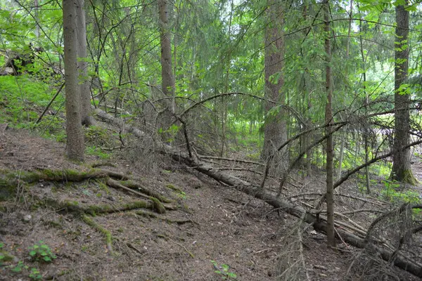 Güzel parlak doğa, güzel yoğun, geçilemez orman eski kütükleri, dalları var. Yerin üstünde yetişen eski yeşil kökleri olan çam ağaçları Finlandiya 'nın Espo şehrinde yetişiyorsa,.