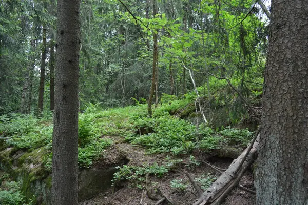 Güzel parlak doğa, güzel yoğun, geçilemez orman eski kütükleri, dalları var. Yerin üstünde yetişen eski yeşil kökleri olan çam ağaçları Finlandiya 'nın Espo şehrinde yetişiyorsa,.