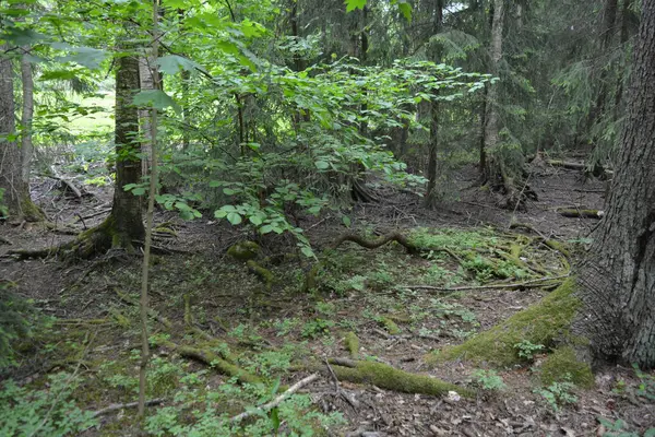 Güzel parlak doğa, güzel yoğun, geçilemez orman eski kütükleri, dalları var. Yerin üstünde yetişen eski yeşil kökleri olan çam ağaçları Finlandiya 'nın Espo şehrinde yetişiyorsa,.