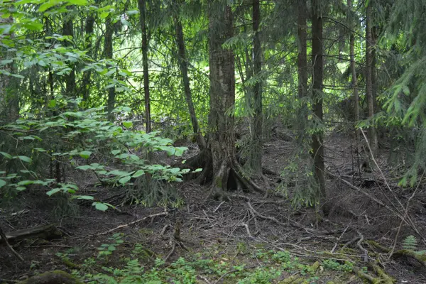 Güzel parlak doğa, güzel yoğun, geçilemez orman eski kütükleri, dalları var. Yerin üstünde yetişen eski yeşil kökleri olan çam ağaçları Finlandiya 'nın Espo şehrinde yetişiyorsa,.