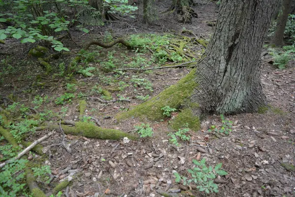 Güzel parlak doğa, güzel yoğun, geçilemez orman eski kütükleri, dalları var. Yerin üstünde yetişen eski yeşil kökleri olan çam ağaçları Finlandiya 'nın Espo şehrinde yetişiyorsa,.