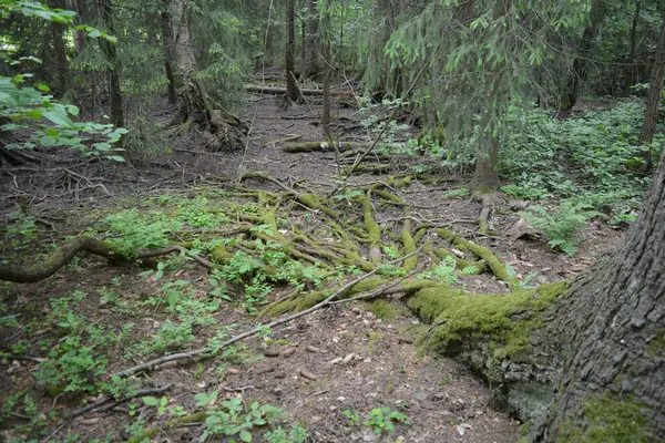 Güzel parlak doğa, güzel yoğun, geçilemez orman eski kütükleri, dalları var. Yerin üstünde yetişen eski yeşil kökleri olan çam ağaçları Finlandiya 'nın Espo şehrinde yetişiyorsa,.