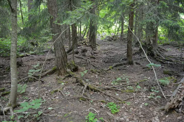Güzel parlak doğa, güzel yoğun, geçilemez orman eski kütükleri, dalları var. Yerin üstünde yetişen eski yeşil kökleri olan çam ağaçları Finlandiya 'nın Espo şehrinde yetişiyorsa,.