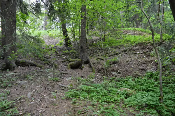 Güzel parlak doğa, güzel yoğun, geçilemez orman eski kütükleri, dalları var. Yerin üstünde yetişen eski yeşil kökleri olan çam ağaçları Finlandiya 'nın Espo şehrinde yetişiyorsa,.