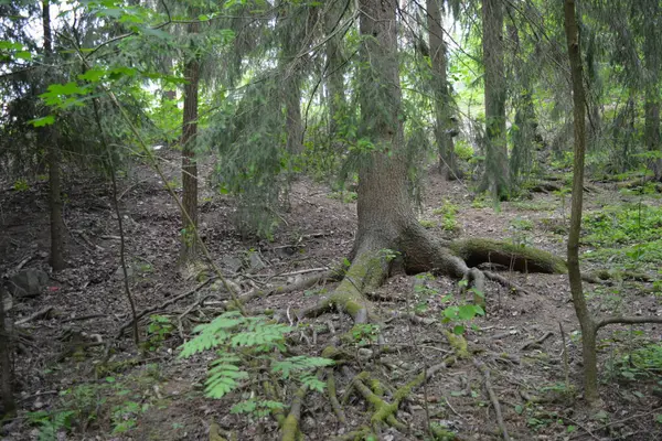 Güzel parlak doğa, güzel yoğun, geçilemez orman eski kütükleri, dalları var. Yerin üstünde yetişen eski yeşil kökleri olan çam ağaçları Finlandiya 'nın Espo şehrinde yetişiyorsa,.