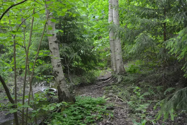 Güzel parlak doğa, güzel yoğun, geçilemez orman eski kütükleri, dalları var. Yerin üstünde yetişen eski yeşil kökleri olan çam ağaçları Finlandiya 'nın Espo şehrinde yetişiyorsa,.