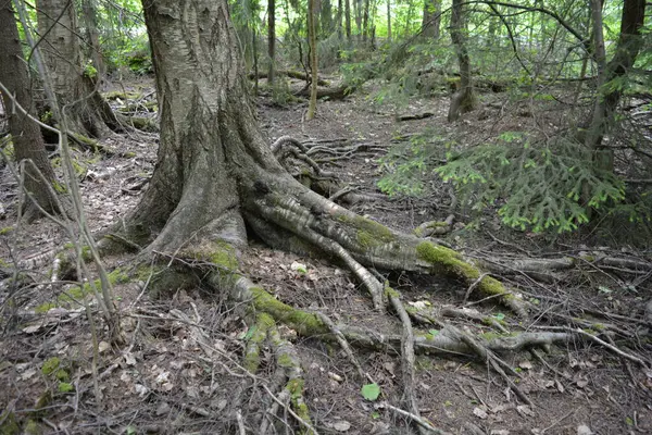 Güzel parlak doğa, güzel yoğun, geçilemez orman eski kütükleri, dalları var. Yerin üstünde yetişen eski yeşil kökleri olan çam ağaçları Finlandiya 'nın Espo şehrinde yetişiyorsa,.