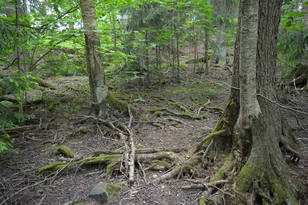 Güzel parlak doğa, güzel yoğun, geçilemez orman eski kütükleri, dalları var. Yerin üstünde yetişen eski yeşil kökleri olan çam ağaçları Finlandiya 'nın Espo şehrinde yetişiyorsa,.