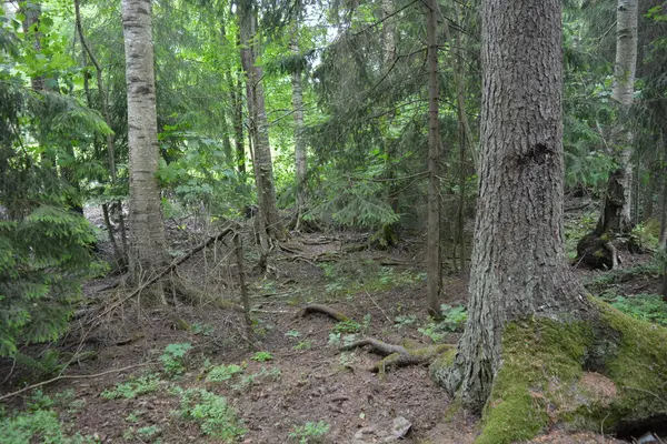 Güzel parlak doğa, güzel yoğun, geçilemez orman eski kütükleri, dalları var. Yerin üstünde yetişen eski yeşil kökleri olan çam ağaçları Finlandiya 'nın Espo şehrinde yetişiyorsa,.