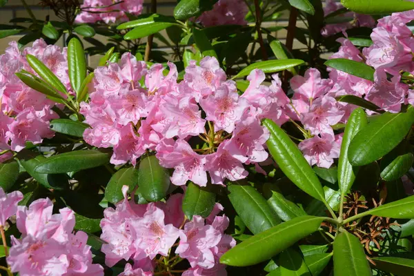 Güzel, parlak, renkli doğa, manzara tasarımı. Geniş açelyalar, büyük pembe çiçekler ve sokak parkında yetişen yeşil yapraklar..