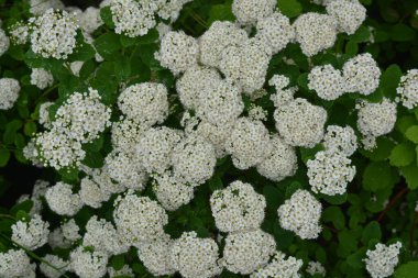 Güzel, parlak doğa, geniş çiçekli manzara tasarımı. Güzel beyaz çiçekler, beyaz ahşap bir çitin arkasında büyüyen gelinin geniş çalıları..
