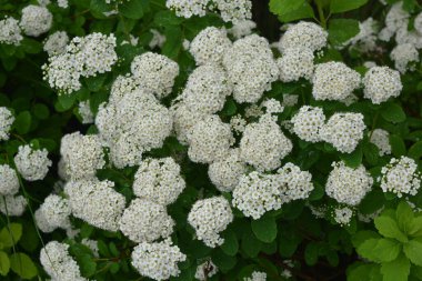 Güzel, parlak doğa, geniş çiçekli manzara tasarımı. Güzel beyaz çiçekler, beyaz ahşap bir çitin arkasında büyüyen gelinin geniş çalıları..