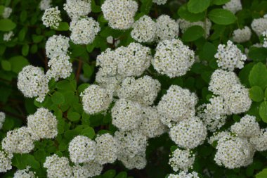 Güzel, parlak doğa, geniş çiçekli manzara tasarımı. Güzel beyaz çiçekler, beyaz ahşap bir çitin arkasında büyüyen gelinin geniş çalıları..