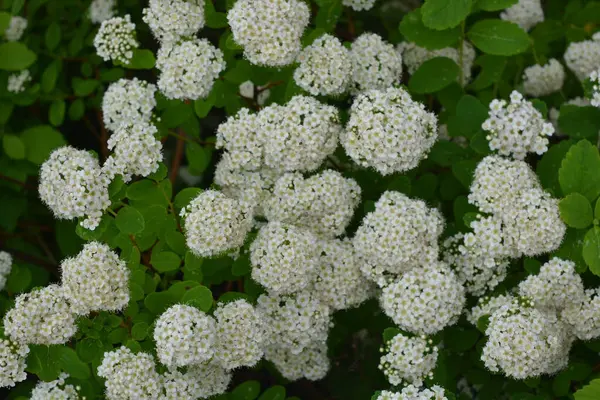 Güzel, parlak doğa, geniş çiçekli manzara tasarımı. Güzel beyaz çiçekler, beyaz ahşap bir çitin arkasında büyüyen gelinin geniş çalıları..