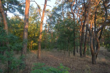 Gün batımında, çam ormanının turuncu güneş ışınlarıyla aydınlık akşam doğası. Uzun yaprak döken ağaçlar ve Ukrayna 'nın Dnipro şehrinde yetişen kuru otlu eski çamlar..