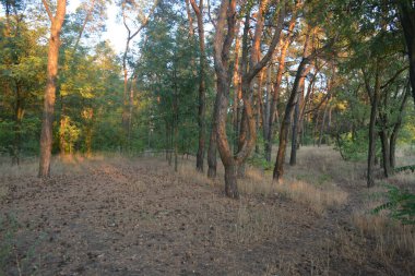 Gün batımında, çam ormanının turuncu güneş ışınlarıyla aydınlık akşam doğası. Uzun yaprak döken ağaçlar ve Ukrayna 'nın Dnipro şehrinde yetişen kuru otlu eski çamlar..
