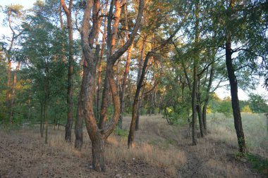 Gün batımında, çam ormanının turuncu güneş ışınlarıyla aydınlık akşam doğası. Uzun yaprak döken ağaçlar ve Ukrayna 'nın Dnipro şehrinde yetişen kuru otlu eski çamlar..