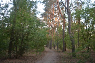 Gün batımında, çam ormanının turuncu güneş ışınlarıyla aydınlık akşam doğası. Uzun yaprak döken ağaçlar ve Ukrayna 'nın Dnipro şehrinde yetişen kuru otlu eski çamlar..