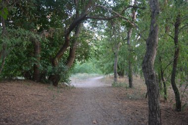 Gün batımında, çam ormanının turuncu güneş ışınlarıyla aydınlık akşam doğası. Uzun yaprak döken ağaçlar ve Ukrayna 'nın Dnipro şehrinde yetişen kuru otlu eski çamlar..