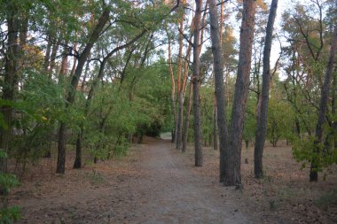 Gün batımında, çam ormanının turuncu güneş ışınlarıyla aydınlık akşam doğası. Uzun yaprak döken ağaçlar ve Ukrayna 'nın Dnipro şehrinde yetişen kuru otlu eski çamlar..