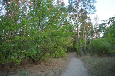 Gün batımında, çam ormanının turuncu güneş ışınlarıyla aydınlık akşam doğası. Uzun yaprak döken ağaçlar ve Ukrayna 'nın Dnipro şehrinde yetişen kuru otlu eski çamlar..