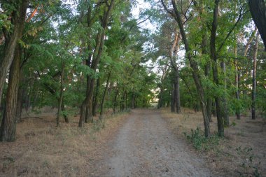 Gün batımında, çam ormanının turuncu güneş ışınlarıyla aydınlık akşam doğası. Uzun yaprak döken ağaçlar ve Ukrayna 'nın Dnipro şehrinde yetişen kuru otlu eski çamlar..