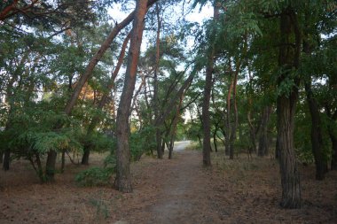 Gün batımında, çam ormanının turuncu güneş ışınlarıyla aydınlık akşam doğası. Uzun yaprak döken ağaçlar ve Ukrayna 'nın Dnipro şehrinde yetişen kuru otlu eski çamlar..