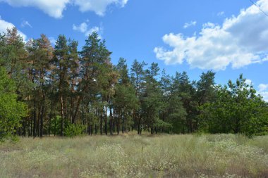 Çam ormanının güzel, parlak doğası. Dnipro, Ukrayna 'da yaz sıcağında patikaları kumlu yol. Birçok eski çam ağacı, eski ağaç kabuğu, yeşil uzun iğneler yoğun bir şekilde mavi gökyüzüne karşı beyaz kabarık bulutlar altında parlak güneş ışınlarının altında büyür..