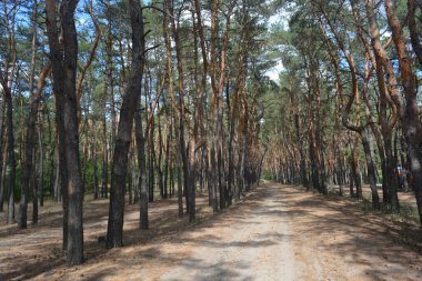 Çam ormanının güzel, parlak doğası. Dnipro, Ukrayna 'da yaz sıcağında patikaları kumlu yol. Birçok eski çam ağacı, eski ağaç kabuğu, yeşil uzun iğneler yoğun bir şekilde mavi gökyüzüne karşı beyaz kabarık bulutlar altında parlak güneş ışınlarının altında büyür..