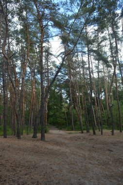 Çam ormanının güzel, parlak doğası. Dnipro, Ukrayna 'da yaz sıcağında patikaları kumlu yol. Birçok eski çam ağacı, eski ağaç kabuğu, yeşil uzun iğneler yoğun bir şekilde mavi gökyüzüne karşı beyaz kabarık bulutlar altında parlak güneş ışınlarının altında büyür..