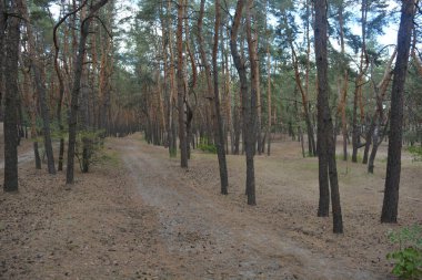 Çam ormanının güzel, parlak doğası. Dnipro, Ukrayna 'da yaz sıcağında patikaları kumlu yol. Birçok eski çam ağacı, eski ağaç kabuğu, yeşil uzun iğneler yoğun bir şekilde mavi gökyüzüne karşı beyaz kabarık bulutlar altında parlak güneş ışınlarının altında büyür..
