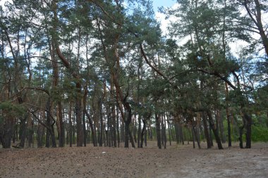 Çam ormanının güzel, parlak doğası. Dnipro, Ukrayna 'da yaz sıcağında patikaları kumlu yol. Birçok eski çam ağacı, eski ağaç kabuğu, yeşil uzun iğneler yoğun bir şekilde mavi gökyüzüne karşı beyaz kabarık bulutlar altında parlak güneş ışınlarının altında büyür..