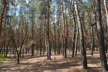 Çam ormanının güzel, parlak doğası. Dnipro, Ukrayna 'da yaz sıcağında patikaları kumlu yol. Birçok eski çam ağacı, eski ağaç kabuğu, yeşil uzun iğneler yoğun bir şekilde mavi gökyüzüne karşı beyaz kabarık bulutlar altında parlak güneş ışınlarının altında büyür..