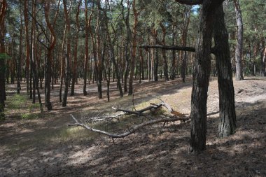 Çam ormanının güzel, parlak doğası. Dnipro, Ukrayna 'da yaz sıcağında patikaları kumlu yol. Birçok eski çam ağacı, eski ağaç kabuğu, yeşil uzun iğneler yoğun bir şekilde mavi gökyüzüne karşı beyaz kabarık bulutlar altında parlak güneş ışınlarının altında büyür..