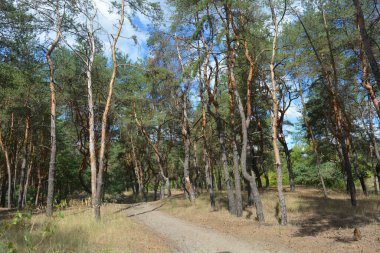 Çam ormanının güzel, parlak doğası. Dnipro, Ukrayna 'da yaz sıcağında patikaları kumlu yol. Birçok eski çam ağacı, eski ağaç kabuğu, yeşil uzun iğneler yoğun bir şekilde mavi gökyüzüne karşı beyaz kabarık bulutlar altında parlak güneş ışınlarının altında büyür..