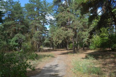 Çam ormanının güzel, parlak doğası. Dnipro, Ukrayna 'da yaz sıcağında patikaları kumlu yol. Birçok eski çam ağacı, eski ağaç kabuğu, yeşil uzun iğneler yoğun bir şekilde mavi gökyüzüne karşı beyaz kabarık bulutlar altında parlak güneş ışınlarının altında büyür..