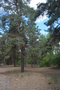 Çam ormanının güzel, parlak doğası. Dnipro, Ukrayna 'da yaz sıcağında patikaları kumlu yol. Birçok eski çam ağacı, eski ağaç kabuğu, yeşil uzun iğneler yoğun bir şekilde mavi gökyüzüne karşı beyaz kabarık bulutlar altında parlak güneş ışınlarının altında büyür..