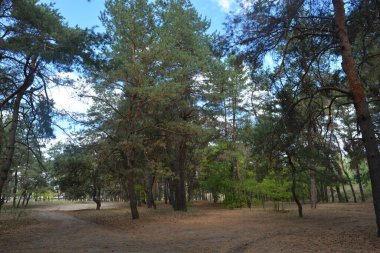 Çam ormanının güzel, parlak doğası. Dnipro, Ukrayna 'da yaz sıcağında patikaları kumlu yol. Birçok eski çam ağacı, eski ağaç kabuğu, yeşil uzun iğneler yoğun bir şekilde mavi gökyüzüne karşı beyaz kabarık bulutlar altında parlak güneş ışınlarının altında büyür..