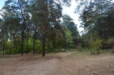 Çam ormanının güzel, parlak doğası. Dnipro, Ukrayna 'da yaz sıcağında patikaları kumlu yol. Birçok eski çam ağacı, eski ağaç kabuğu, yeşil uzun iğneler yoğun bir şekilde mavi gökyüzüne karşı beyaz kabarık bulutlar altında parlak güneş ışınlarının altında büyür..